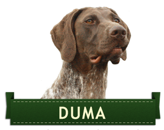 duma